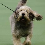 An otter hound competes with the Hound group (AP Photo/Frank Franklin II)