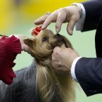 A Yorkshire terrier is judged with the toy group (AP Photo/Frank Franklin II)