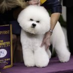 Honor, a Bichon Frise, and winner of the non-sporting group, is held by handler Lisa Betti (AP Photo/Frank Franklin II)