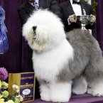 Swagger, an Old English Sheep Dog, is posed for photographs after winning the hearding group (AP Photo/Frank Franklin II)