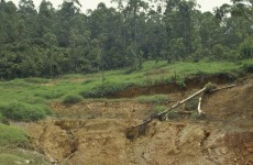 Disney invests in Peru to prevent deforestation