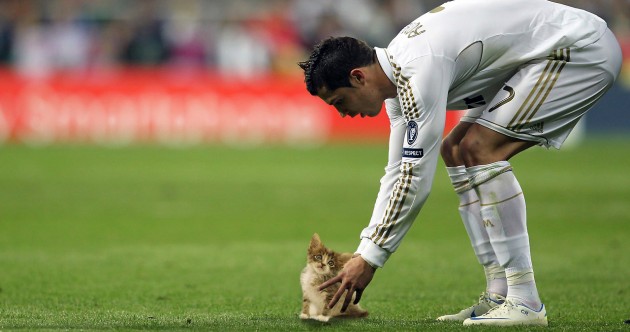 ‘Sports Balls replaced with Cats’ is the best Tumblr you’ll see today