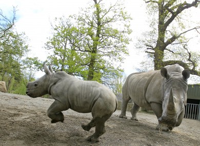 Dublin Zoo's newest arrival, a baby rhinoceros calf, pictured in the zoo with his mother, Ashanti, on Thursday