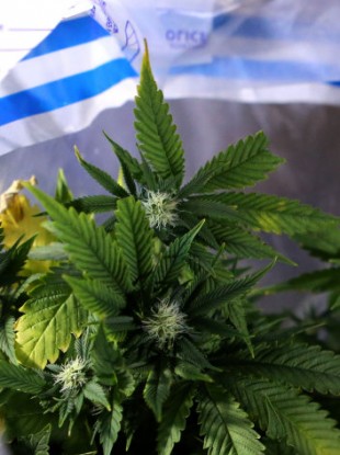 Cannabis plants seized in police raid. (File photo)