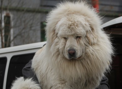 A Tibetan mastiff. Lion-like... sort of.