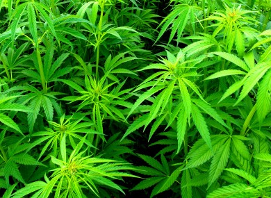 Cannabis plants