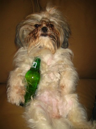 You'd rather be on the couch, wouldn't you?