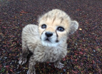 Baby cheetah