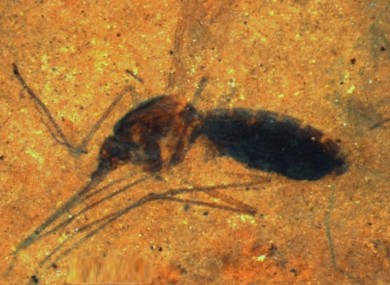 The blood-filled mosquito